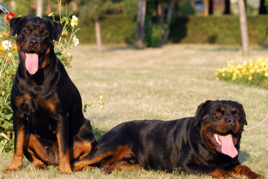 dogs rotweiller